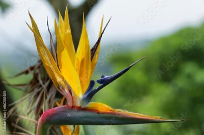 Papier peint  Strelitzia fleurs (Strelitzia reginae) - Oiseau de paradis de fleurs
