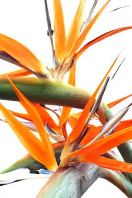 Papier peint  Strelitzia fleurs sur blanc; Un bruit de fond naturel mais chaotique