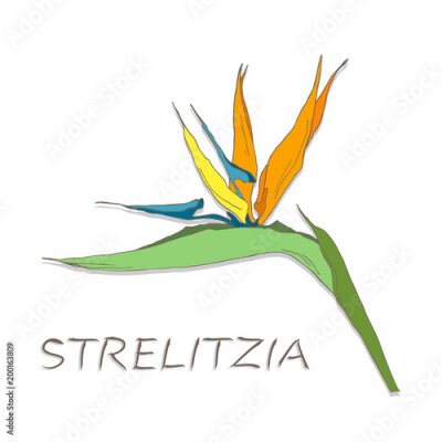 Papier peint  Strelitzia fleurs sur fond blanc