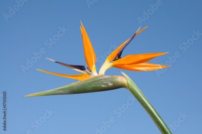Papier peint  Strelitzia fleurs sur fond de ciel bleu