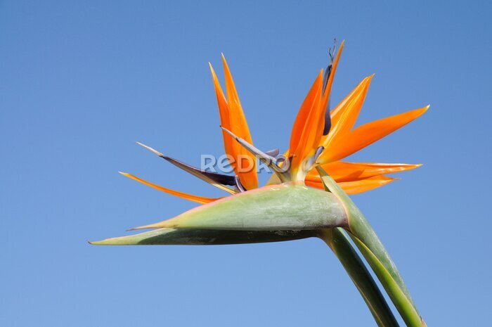 Papier peint  Strelitzia fleurs sur fond de ciel bleu