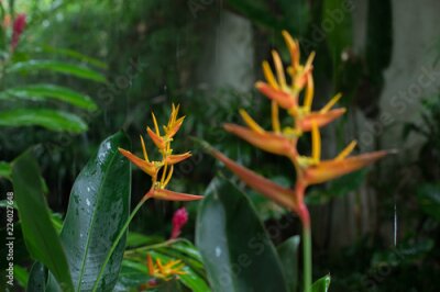 Papier peint  Strelitzia Fleurs Tropicales