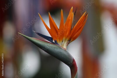 Papier peint  Strelitzia, Flor del Paraíso Ave