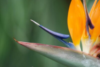 Papier peint  Strelitzia, FLOR DEL PARAÍSO. MACRO