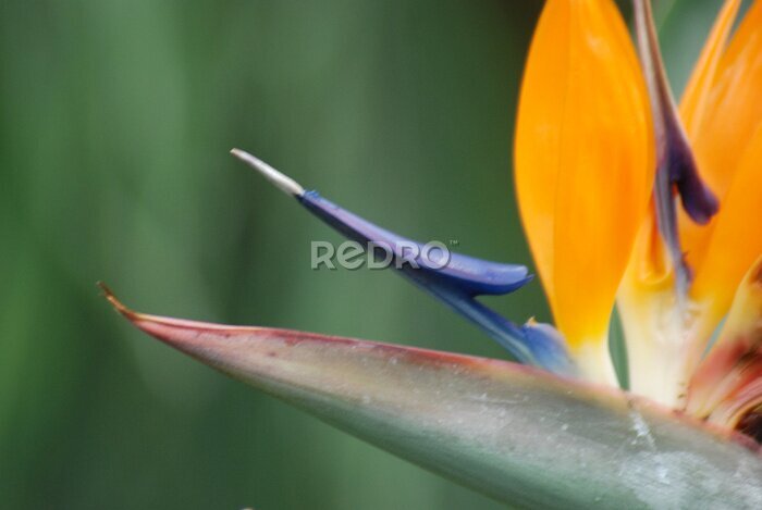 Papier peint  Strelitzia, FLOR DEL PARAÍSO. MACRO
