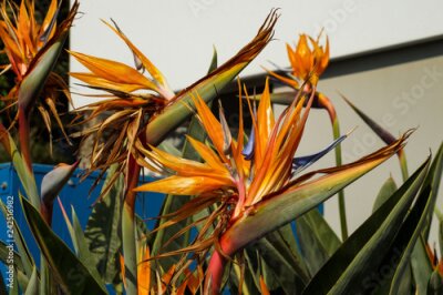 Papier peint  strelitzia, flore, plantes, inflorescences, blanc, fleurs, vert, feuillage, parfum, beauté, nature