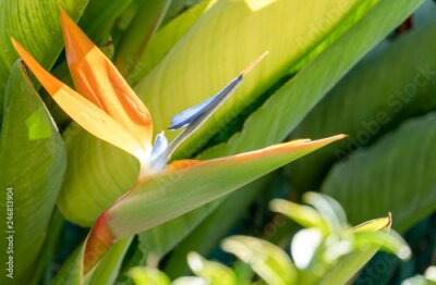 Papier peint  Strelitzia  flower