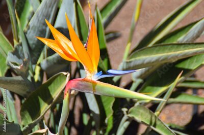 Papier peint  Strelitzia flower