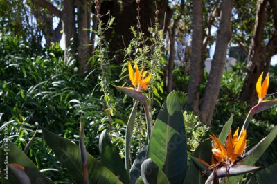 Papier peint  Strelitzia Flower