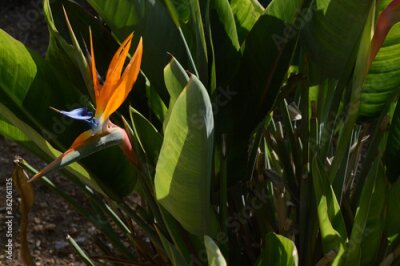 Papier peint  Strelitzia flower