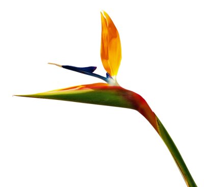 Papier peint  Strelitzia flower