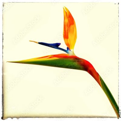Papier peint  Strelitzia flower