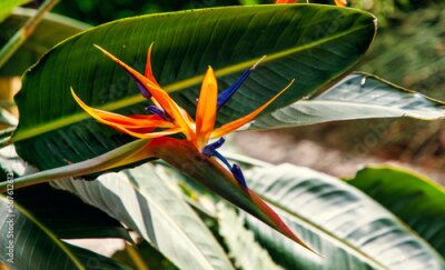 Papier peint  Strelitzia flower