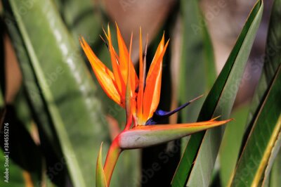 Papier peint  Strelitzia Flower