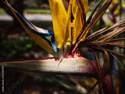 Papier peint  Strelitzia flower
