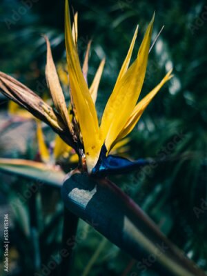 Papier peint  Strelitzia flower