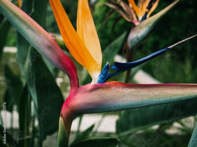 Papier peint  Strelitzia flower