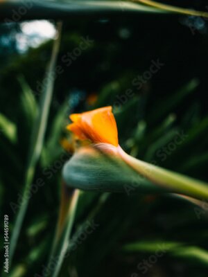 Papier peint  Strelitzia flower