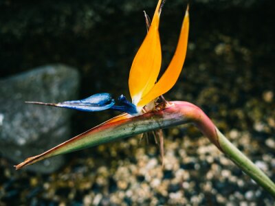 Papier peint  Strelitzia flower