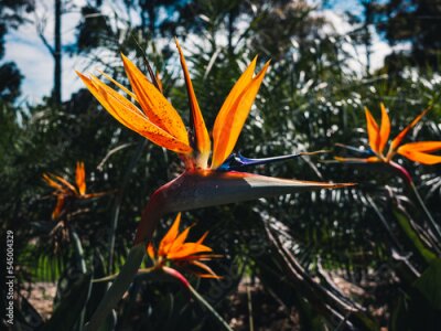 Papier peint  Strelitzia flower