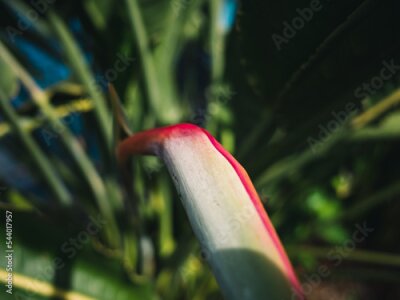 Papier peint  Strelitzia flower