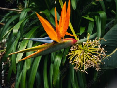 Papier peint  Strelitzia flower