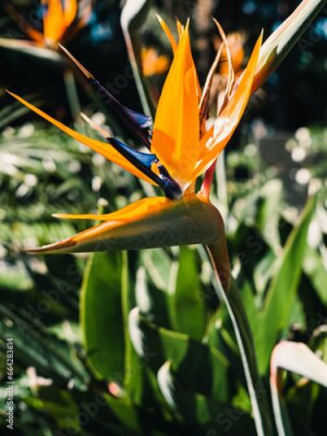 Papier peint  Strelitzia flower