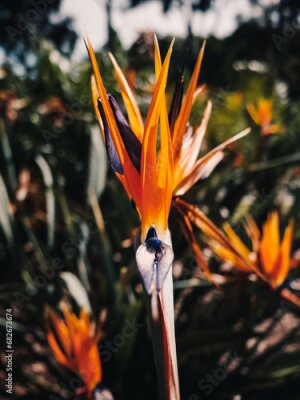 Papier peint  Strelitzia flower