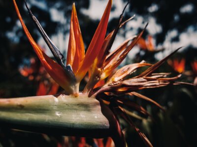 Papier peint  Strelitzia flower