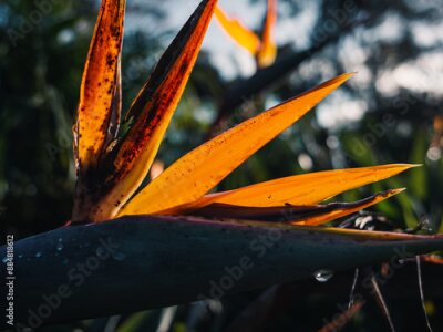 Papier peint  Strelitzia flower
