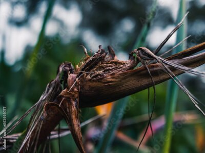 Papier peint  Strelitzia flower