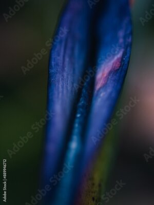 Papier peint  Strelitzia flower