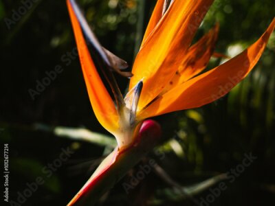Papier peint  Strelitzia flower