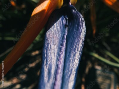 Papier peint  Strelitzia flower