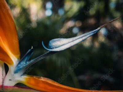 Papier peint  Strelitzia flower