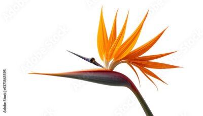 Papier peint  strelitzia flower