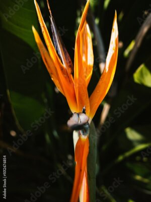 Papier peint  Strelitzia flower