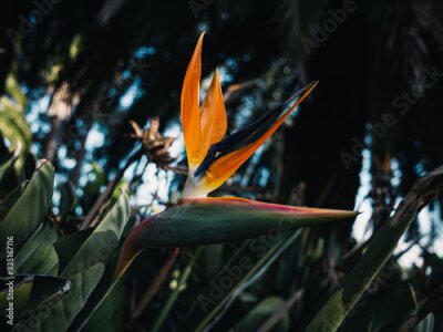 Papier peint  Strelitzia flower