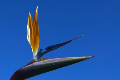 Papier peint  Strelitzia Flower
