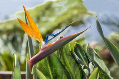 Papier peint  strelitzia flower