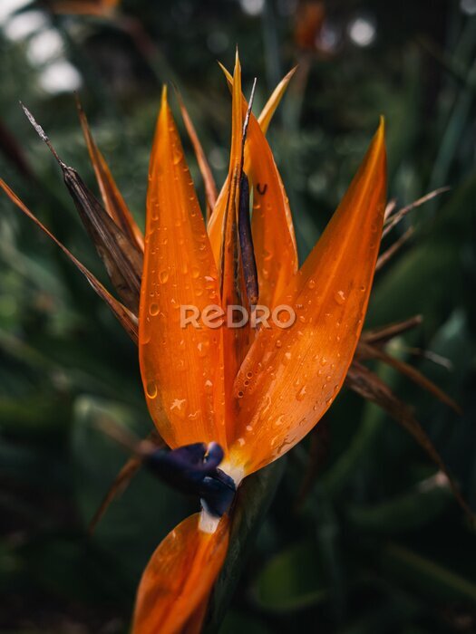 Papier peint  Strelitzia flower