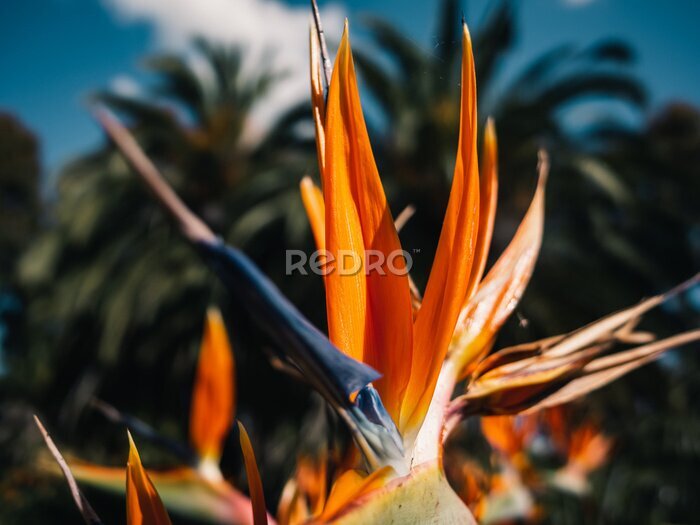 Papier peint  Strelitzia flower