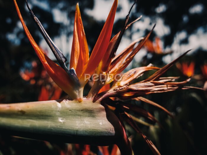 Papier peint  Strelitzia flower