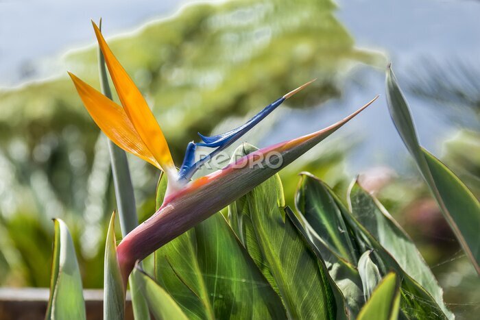 Papier peint  strelitzia flower