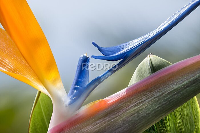 Papier peint  Strelitzia flower