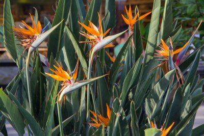 Papier peint  Strelitzia flower, a large bush. Strelitzia Flower