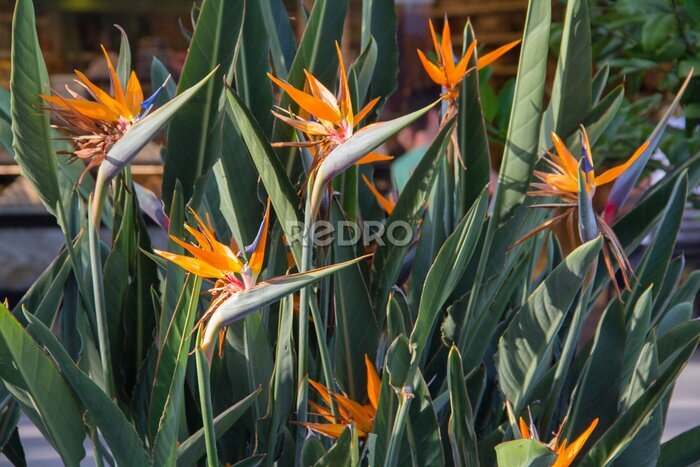 Papier peint  Strelitzia flower, a large bush. Strelitzia Flower