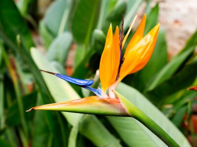 Papier peint  Strelitzia Flower
 A rare plant can compare with the royal strelitzia in terms of its spectacular flowering . No wonder she is often called the "bird of paradise".