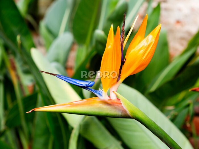Papier peint  Strelitzia Flower
 A rare plant can compare with the royal strelitzia in terms of its spectacular flowering . No wonder she is often called the &quot;bird of paradise&quot;.