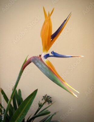 Papier peint  strelitzia flower against a cream colored wall 